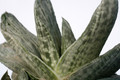 gasteria brachyphylla variegata 7238