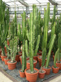 euphorbia ingens 02