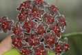 hoya pubicalyx red button 05