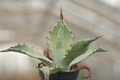 agave shrevei magna 8728