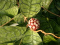hoya meredithii borneo 3425 01