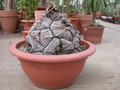 dioscorea elephantipes 5449