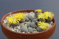 lithops terricolor peersii c376 0236