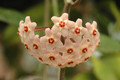 hoya carnosa 03