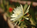 eh zaffaria 9931 13