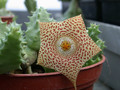 huernia echidnopsioides 06