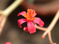 jatropha berlandieri 01