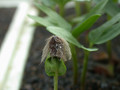 ipomea carnea01