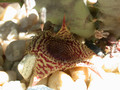 huernia stapelioides 02