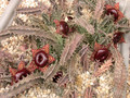 huernia zebrina magniflora karoo 06