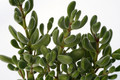 crassula rogersii coffie boontje 7202
