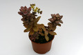 graptosedum bronze 9239
