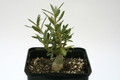 pachypodium bispinosum 7539