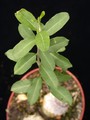 fockea edulis 2364