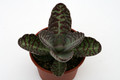 kalanchoe gastro bornieri rebhuenchen 1205