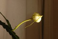 epiphyllum pumilum phasen 2284