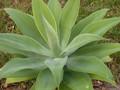 agave attenuata06