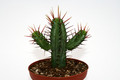 euphorbia enopla 6983
