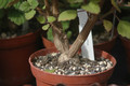 plectranthus ernestii 03