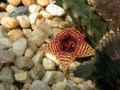 huernia stapelioides d1327 lethlabile05