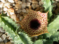 huernia kirkii2