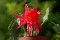 eh cecil cactus 5575 12