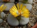 lithops pseudotruncatella groendrayerensis c244 01