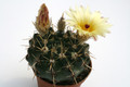 notocactus submammulosus r344 9674