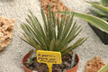 agave parviflora flexiflora