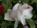 schlumbergera bridgeport 05