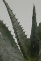 aloe ferox 8737