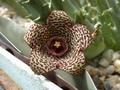 orbea verrucosa 02