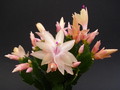 schlumbergera limelight dancer 1633