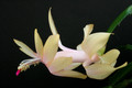 schlumbergera gold charm 5864