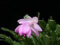 schlumbergera lady linda 16