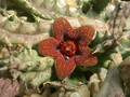 huerniopsis decipiens pvb4550 01