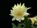 eh yellow gem 9910 03