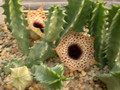 huernia kirkii