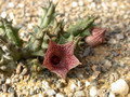 huernia whitesloanea es2321 03