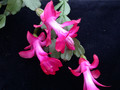 schlumbergera welling cherry 23