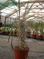 pachypodium geayi 01