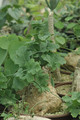 cephaopentandra ecirrhosa 02