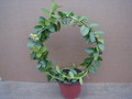 hoya cumingiana plant