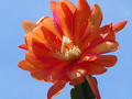 eh curt backeberg 126 1282