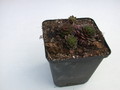 sempervivum topas 5744