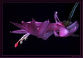 schlumbergera sonja
