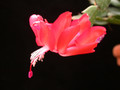 schlumbergera thor olga 04