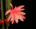 aporocactus myrna corbett 03