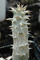 pachypodium bicolor 03