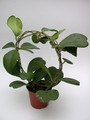 hoya kerrii 3997